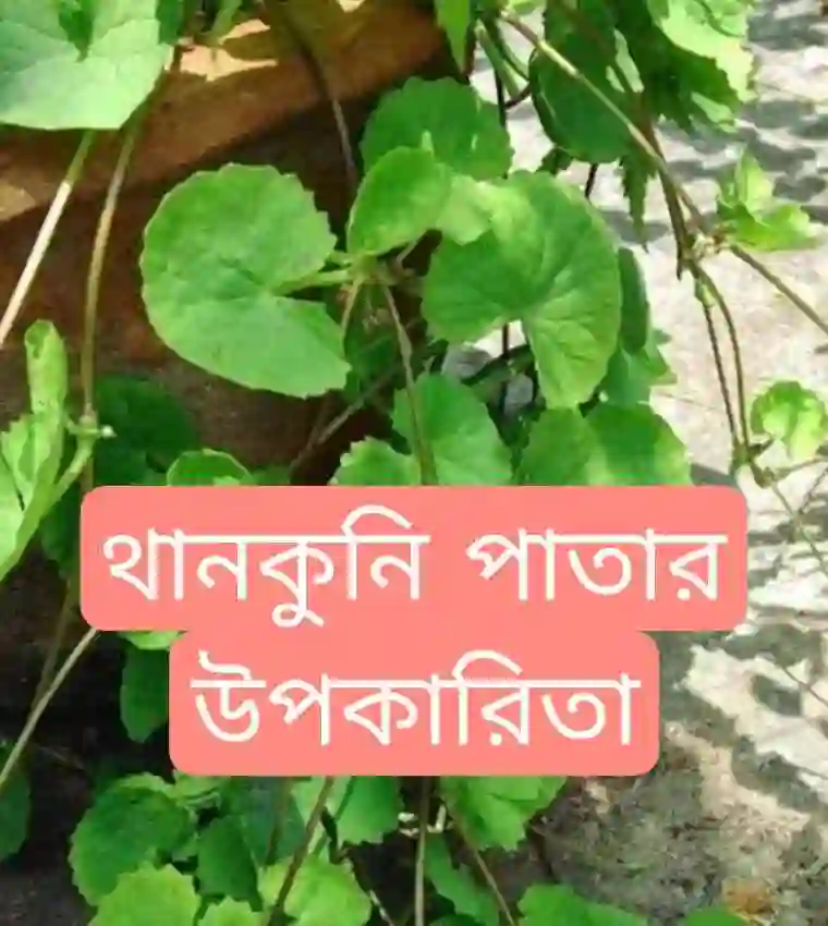 থানকুনি পাতার উপকারিতা [খাওয়ার নিয়মসহ বিস্তারিত]